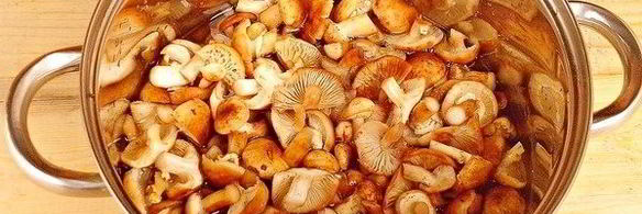 маринованные опята на зиму