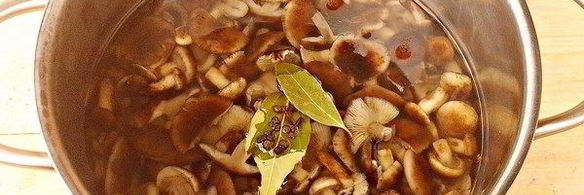 маринованные опята на зиму