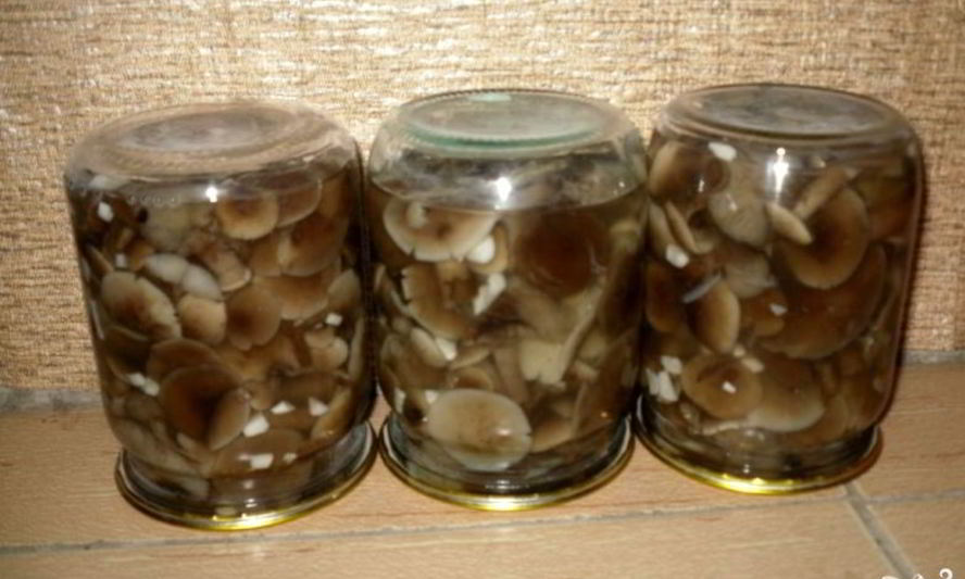 Рецепт маринованных опят с чесноком