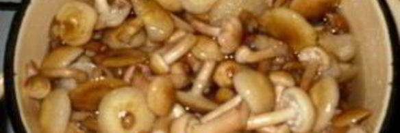 маринованные опята с чесноком