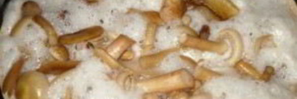 маринованные опята с чесноком