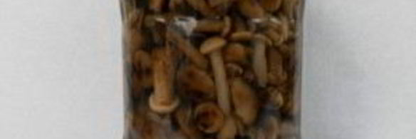 маринованные опята в мультиварке