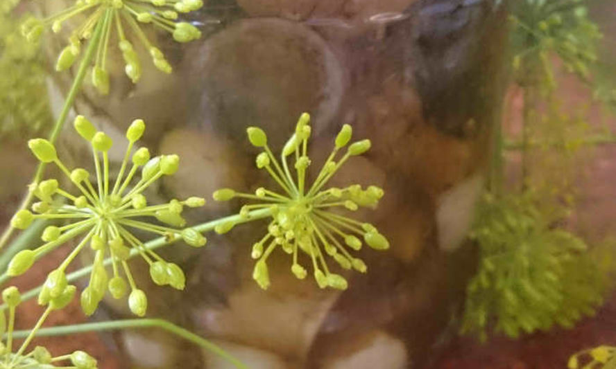 Рецепт маринованных подосиновиков