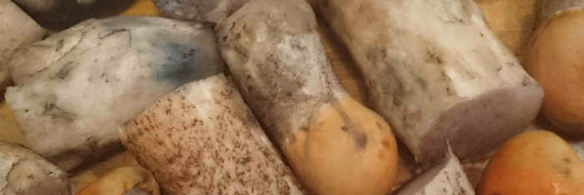 маринованные подосиновики