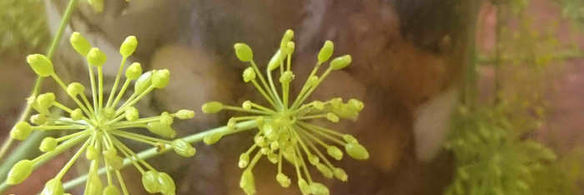 маринованные подосиновики