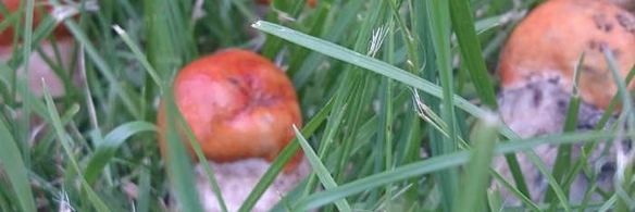 маринованные подосиновики