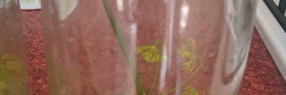 маринованные подосиновики