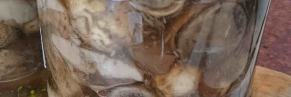 маринованные подосиновики