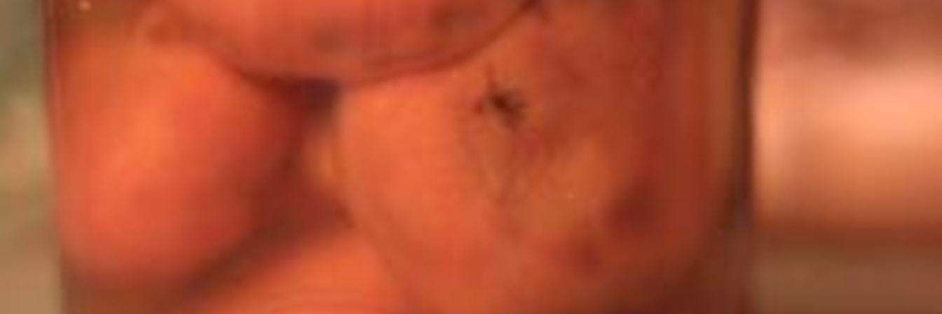 Маринованные рыжики