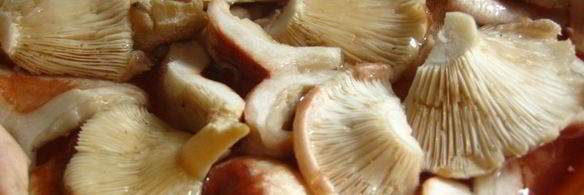 маринованные волнушки