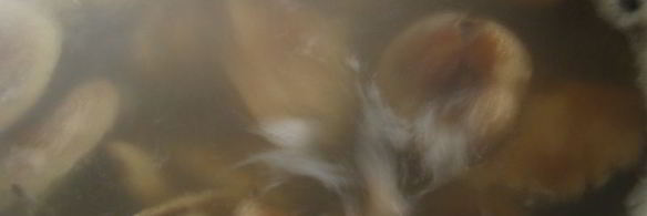 маринованные волнушки