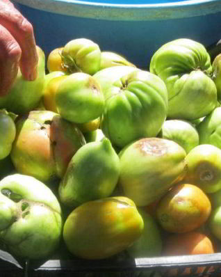 Маринованные зеленые помидоры