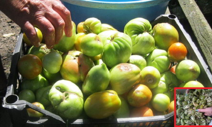 Рецепт маринованных зеленых помидоров