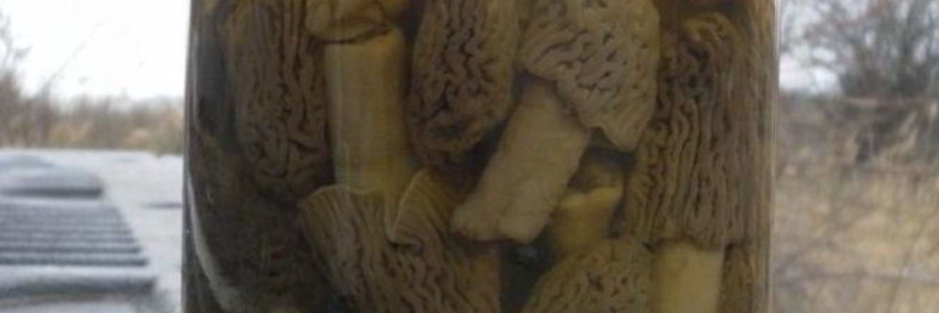 Сморчки маринованные