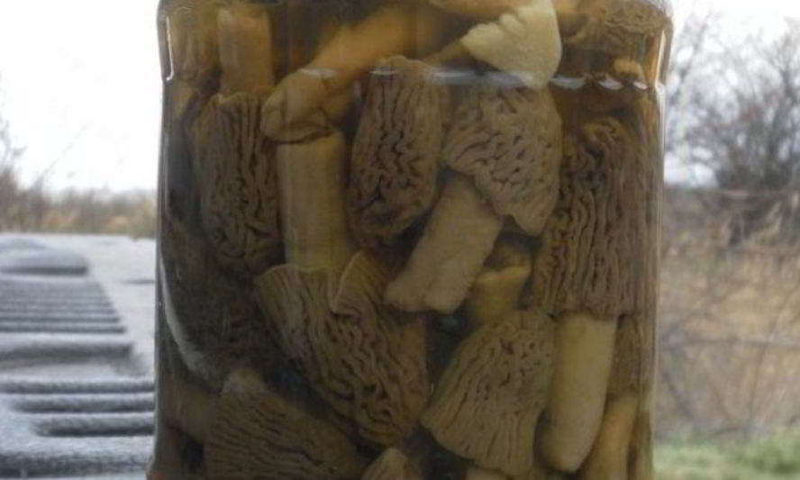 Рецепт сморчков маринованных