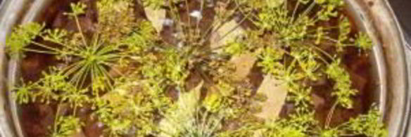 сморчки маринованные