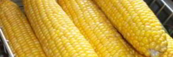 молодая кукуруза на зиму
