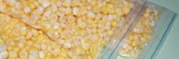 молодая кукуруза на зиму