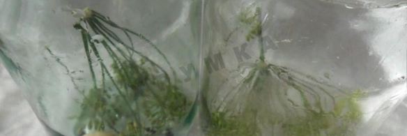 огурцы с кетчупом чили без стерилизации