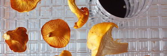 сушеные грибы