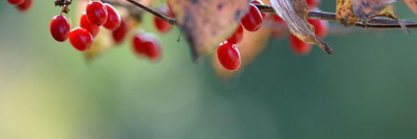 Кизиловое варенье