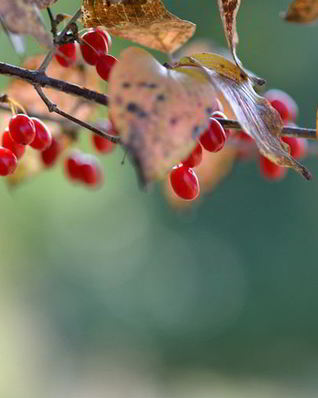 Кизиловое варенье