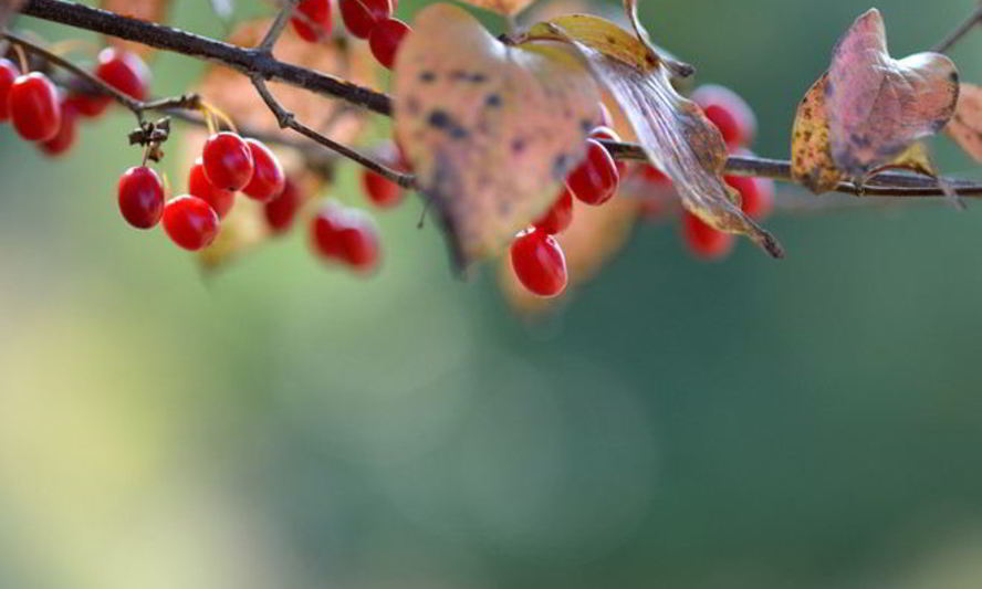 Рецепт кизилового варенья