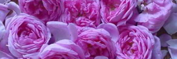 розовое варенье