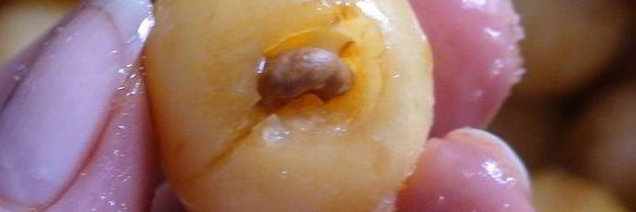 варенье из белой черешни