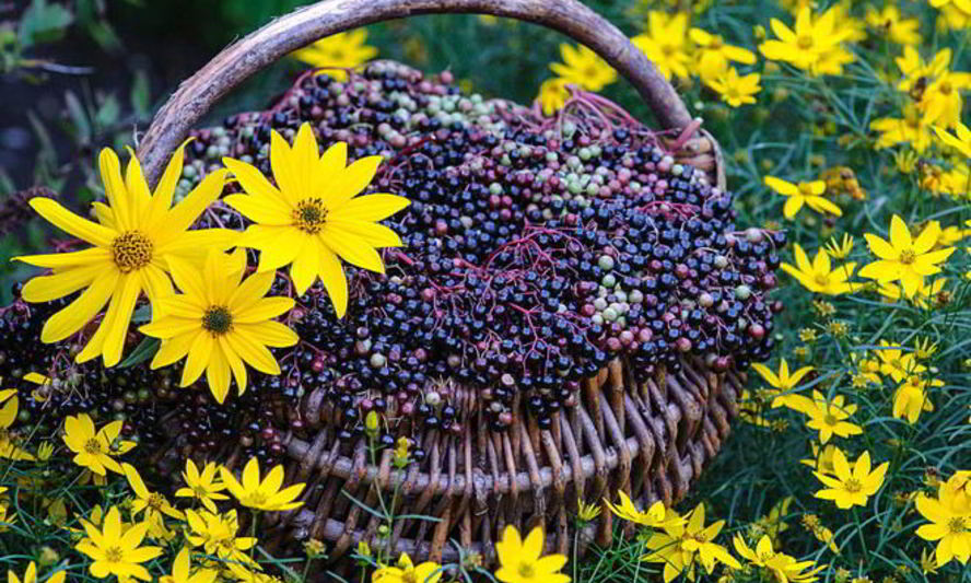 Рецепт варенья из бузины