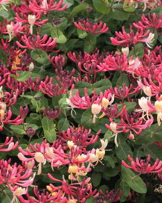 Варенье из жимолости