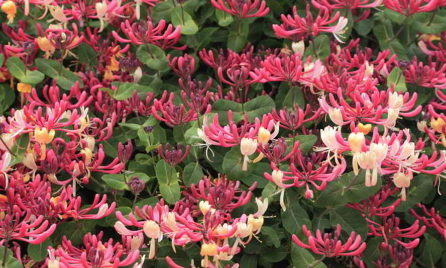 Рецепт варенья из жимолости