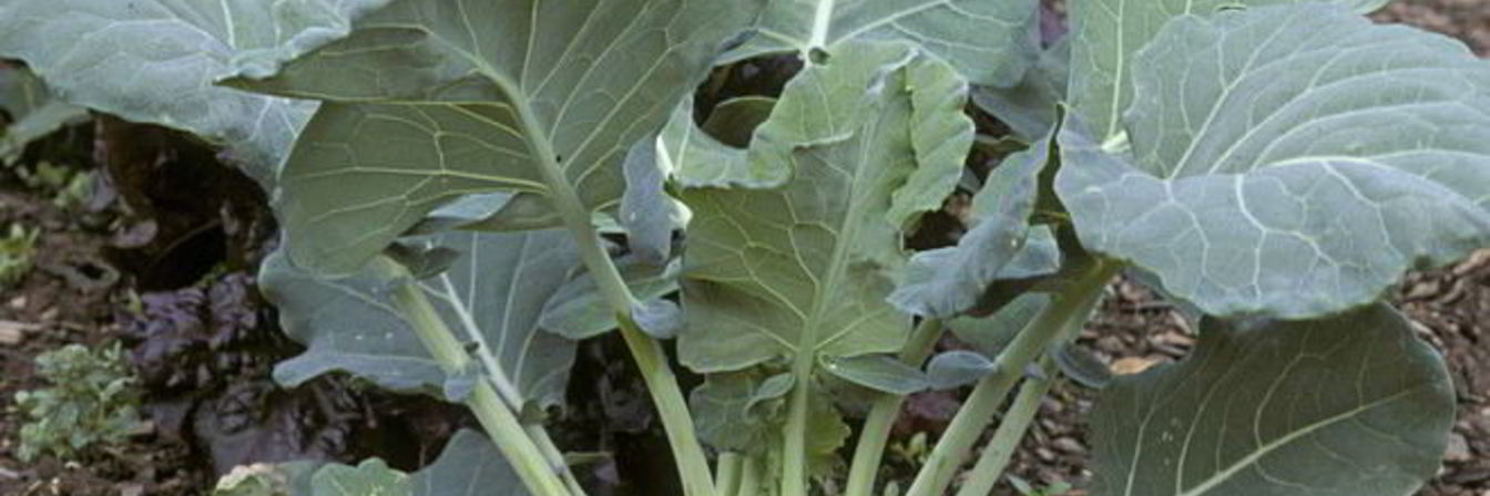 Заготовка из кольраби на зиму