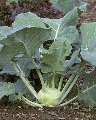 Заготовка из кольраби на зиму