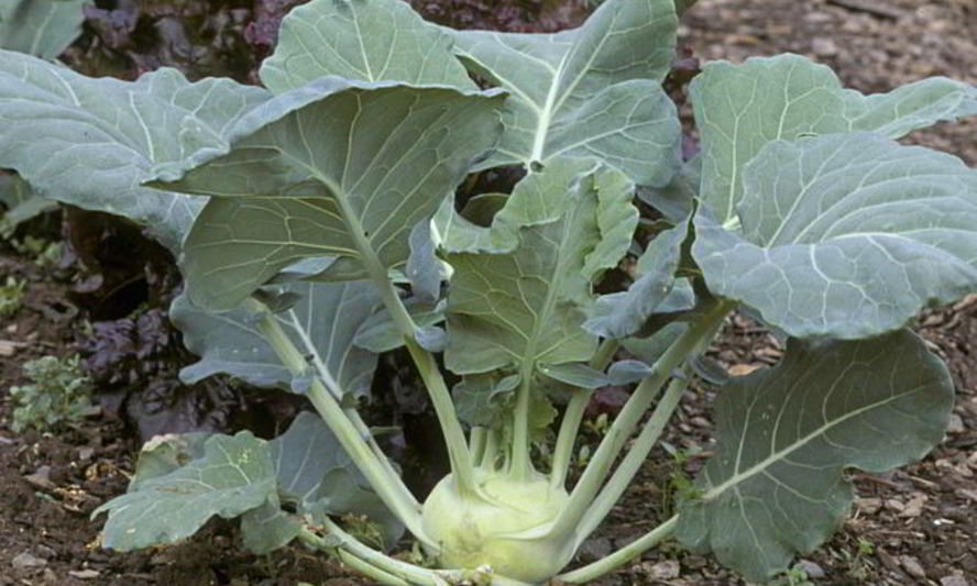 Рецепт заготовки из кольраби на зиму