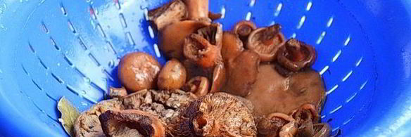 заморозка рыжиков на зиму