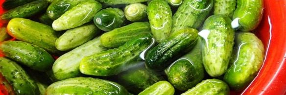 засолка бочковых огурцов на зиму