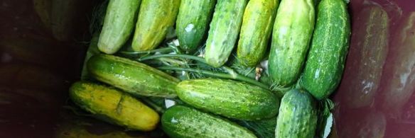 засолка бочковых огурцов на зиму