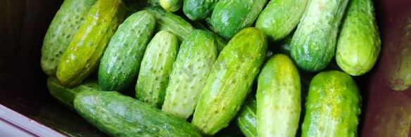 засолка бочковых огурцов на зиму