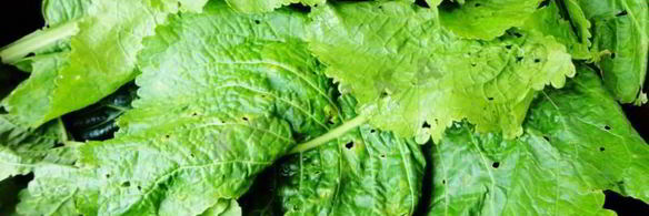 засолка бочковых огурцов на зиму