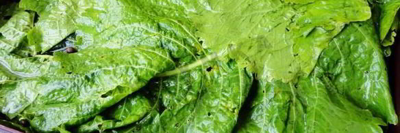 засолка бочковых огурцов на зиму