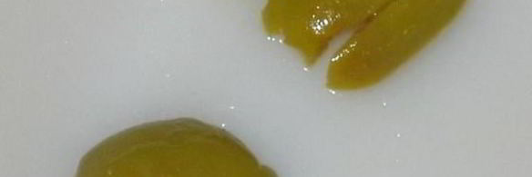 бутерброды кот и пес