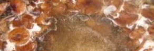 грибная икра