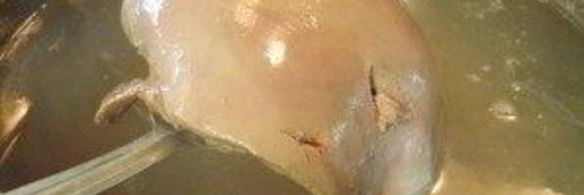 печеночный рулет