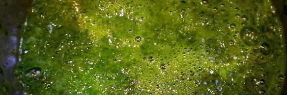 необычный сладкий рулет с баклажанами и петрушкой