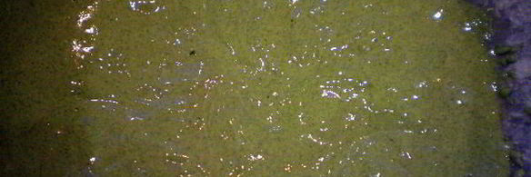 необычный сладкий рулет с баклажанами и петрушкой