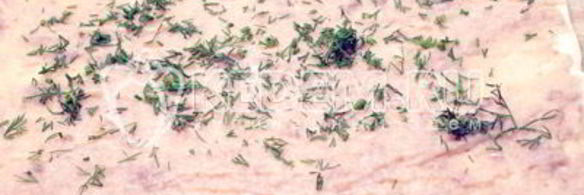 рулет с рыбой