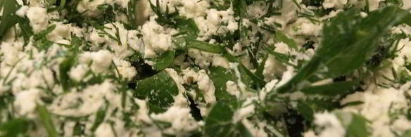 экспресс рулетики из баклажан с зеленым творогом