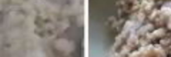 запеченный овсяный рулет с грибной начинкой