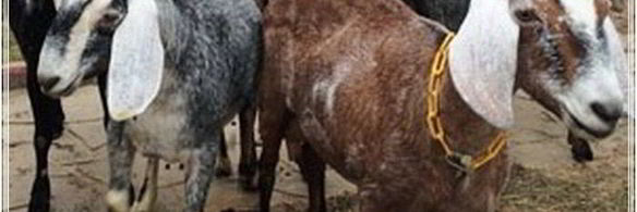 сыр кроттен из молока англо-нубийских коз